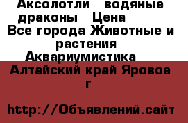 Аксолотли / водяные драконы › Цена ­ 500 - Все города Животные и растения » Аквариумистика   . Алтайский край,Яровое г.